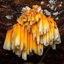 Image result for Pycnoporellus alboluteus