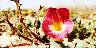 Image result for Harpagophytum procumbens