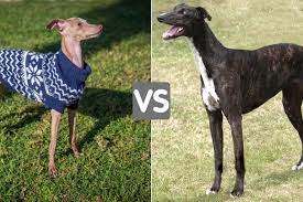 See actions taken by the people who manage and post. Italian Greyhound Vs Greyhound Similarities Differences