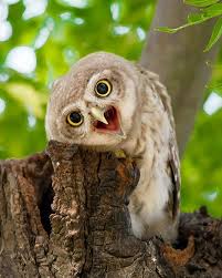 So Cute Great Photo Credit Trikansh Sharma Spotted Owlet For Info About Promoting Your Owl Art Or Crafts Send Me A Di Owl Images Owl Photos Baby Owls