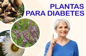 Amante de la vida sana y vimeo mar, 10 abr 2012 15:42 utc. 3 Plantas Medicinales Para La Diabetes Nuevas Evas