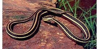 Top 10 Species Of Snakes That Are Non Poisonous Poisonous Snakes Snake Reptiles