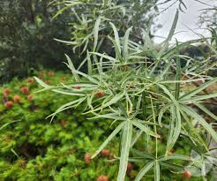 Image result for Brachychiton