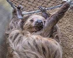 Image of San Francisco Zoo sloth