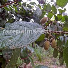 Image result for Dichapetalum