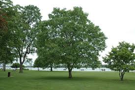Image result for Juglans