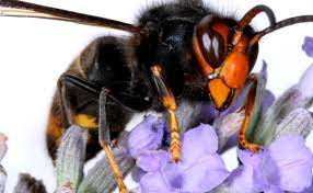 De aziatische hoornaar is een invasieve exoot. Aziatische Hoornaar Ecopedia