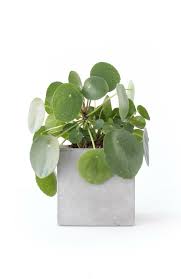 Check spelling or type a new query. Pilea Peperomioides Troubleshooting Q A Clever Bloom