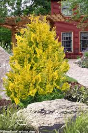 Image result for Cynorkis buchananii