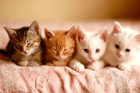 11 Patili Maddede Kedi Mirlamasinin Iyilestirici Gucu Listelist Com