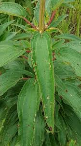 Image result for Dissotis multiflora
