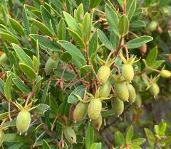 Image result for Diospyros gabunensis