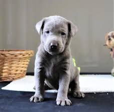 Labrador retriever puppy for sale near georgia, savannah, usa. Georgia Is A Female Labrador Retriever Puppy For Sale At Puppyspot Call Us Today To Le Labrador Retriever Labrador Retriever Puppies Labrador Puppies For Sale