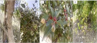 Image result for Ziziphus abyssinica