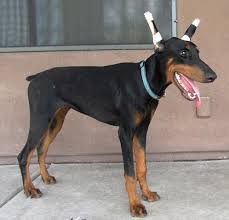 By evelyn grimes august 26, 2017. Puppies Doberman Pets And Animals For Sale Arizona