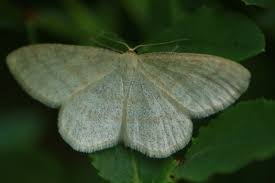 Image result for Scopula ternata