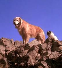 We did not find results for: Homeward Bound Shadow Movie Paws