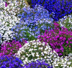 Image result for lobelia
