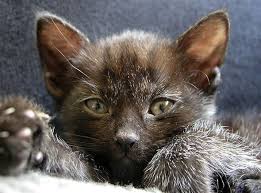 Pip 4 Kitten Kittens Cutest Cats And Kittens Cute Animals