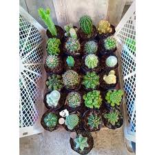 Get great deals on ebay! 25pcs Cactus Sets Assorted Varieties Shopee Philippines