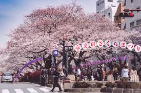 The top 10 cherry blossom locations in tokyo, in our opinion. Bunkyo Cherry Blossom Festival 2021 Japanistry Com
