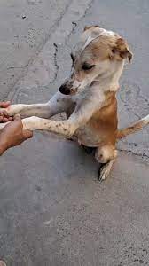 Hi everyone this small dog for free adoption she is very sweet and ply full gud for kids this is my friend dog he can't came back to india and I can't