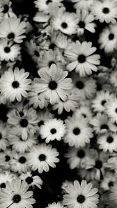 Download previewiphone xr black wallpaper. White Windows Phone Wallpaper