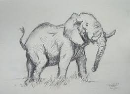 Fun Art By Fewell Elephant Charcoal Drawing Charcoal Drawing Charcoal Drawing Animals Easy Animal Drawings