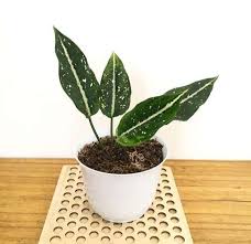 Permasalahannya, bunga hias ini kerap sekali memiliki masa layu yang singkat. Jual Paket 6 Jenis Tanaman Bunga Hias Tanaman Hias Hidup Tanaman Hias Indoor Terbaru Juni 2021 Blibli