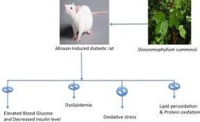 Image result for Dioscoreophyllum