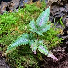 Image result for Pteris