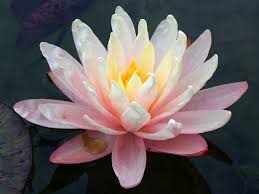 Do you know what your birth month flower is? Birth Month Flowers And Their Meanings Russian Flora Blog Russian Flora Blog