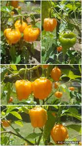 Scotch Bonnet Or Habanero Hotpeppers