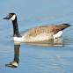 Ponds and Waterfowl of Northern Carroll County event image