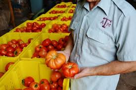 It's a good idea to grow a range of varieties, including at least. Agrilife Extension Expert Grow Tomatoes All Season Long Agrilife Today