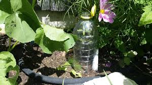 Die Pet Flasche Als Gunstigstes Gewachhaus Pet Flaschen Pflanzen Gewachs