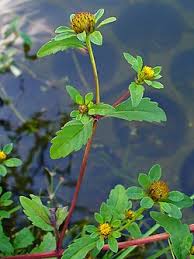Image result for Bidens pinnatipartita