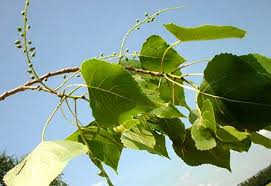 Anfängertipps zum apfelbaumschnitt, herausschneiden, was nach innen wächst und sich kreuzende äste. Schwarz Pappel Baum Des Jahres 2006 Medienwerkstatt Wissen C 2006 2021 Medienwerkstatt