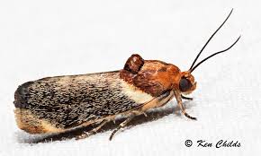 Image result for Spragueanella