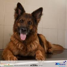 Although selecting a german shepherd puppy is an exciting time, it can be stressful because bringing home a new family member is a huge change to your life. Dogs For Adoption In Dubai Expatwoman Com
