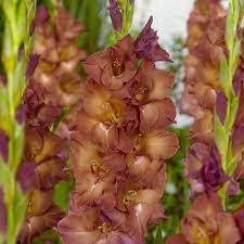 Gladioli Indian Summer Gladiolus Summer Bulbs Bloom And Wild