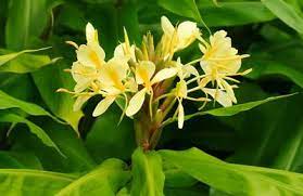 Wildlife Of Hawaii Tropical Flower Plants Hawaiian Flowers Trees To Plant