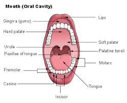 There is no additional cost. Oral Cancer Self Exam Lorne Park Dental Associates Mississauga Lakeshore Dentist