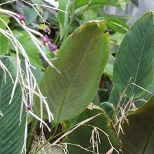 Image result for Marantochloa purpurea