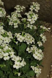 Image result for Arabis alpina