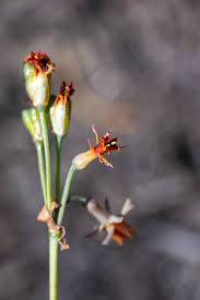 Image result for Tulbaghia alliacea