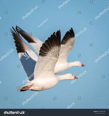 Snow Geese Chen Caerulescens Flying Over Sonny Bono Salton Sea National Wildlife Refuge Unit 1 Vendel Road Ad Spon In 2020 Snow Goose Photo Editing Salton Sea