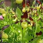 Cypripedium Calceolus - Lady's Slipper