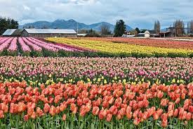 .april, the skagit valley tulip festival celebrates springtime and the blossoming of millions of tulips in each year, the festival invites guests from around the country to visit the vibrant fields of flowers. Skagit Valley Tulip Festival Tour