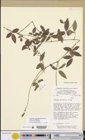 Image result for Eriosema parviflorum